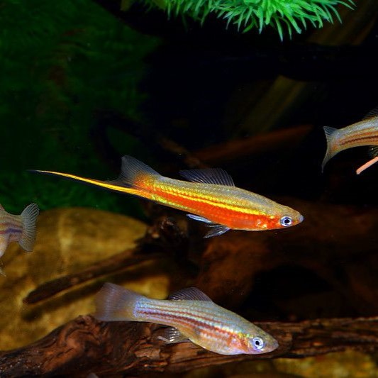 Xiph.helleri  Zwaarddrager Yucatan M